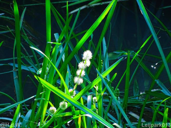 Leijpark012 12 &amp; 13 &amp;14 &amp; 15 augustus 2022