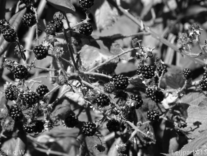 Leijpark012 12 &amp; 13 &amp;14 &amp; 15 augustus 2022