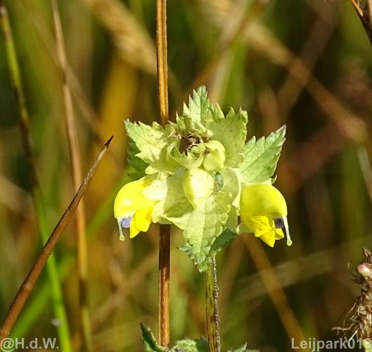 Leijpark012 12 &amp; 13 &amp;14 &amp; 15 augustus 2022