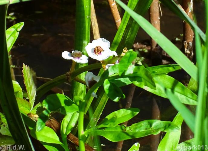 Leijpark012 12 &amp; 13 &amp;14 &amp; 15 augustus 2022