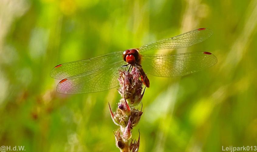 Leijpark012 12 &amp; 13 &amp;14 &amp; 15 augustus 2022