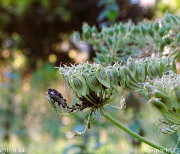 Leijpark012 12 &amp; 13 &amp;14 &amp; 15 augustus 2022