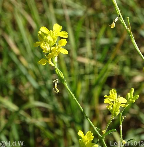 Leijpark012 12 &amp; 13 &amp;14 &amp; 15 augustus 2022