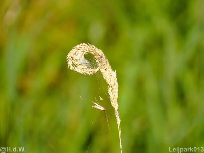Leijpark012 12 &amp; 13 &amp;14 &amp; 15 augustus 2022