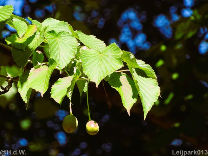 Leijpark012 12 &amp; 13 &amp;14 &amp; 15 augustus 2022