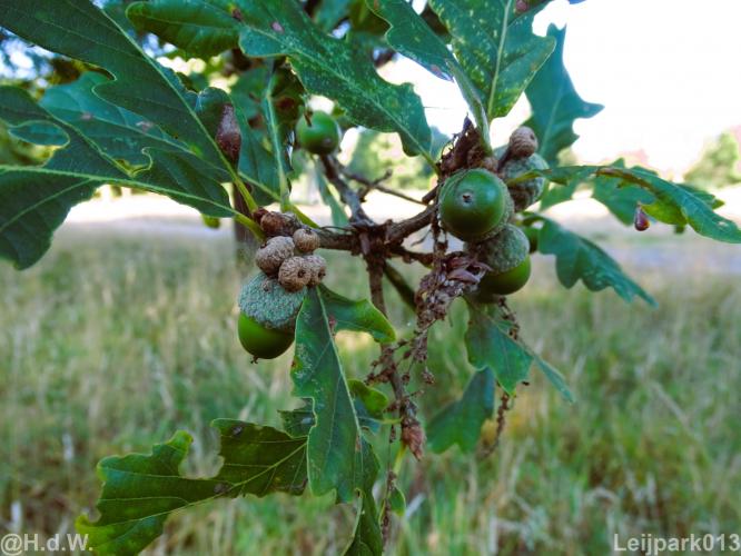 Leijpark012 12 &amp; 13 &amp;14 &amp; 15 augustus 2022