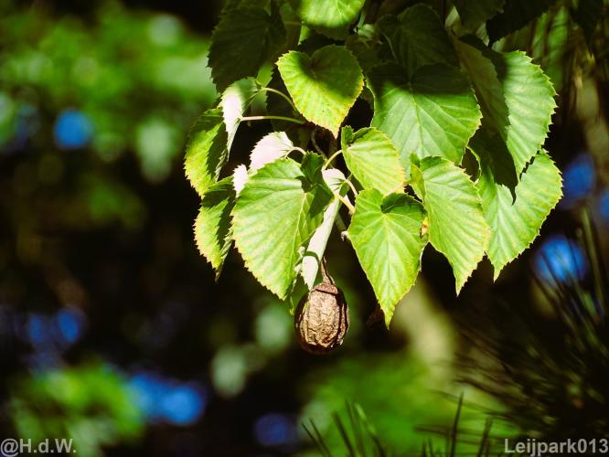 Leijpark012 12 &amp; 13 &amp;14 &amp; 15 augustus 2022