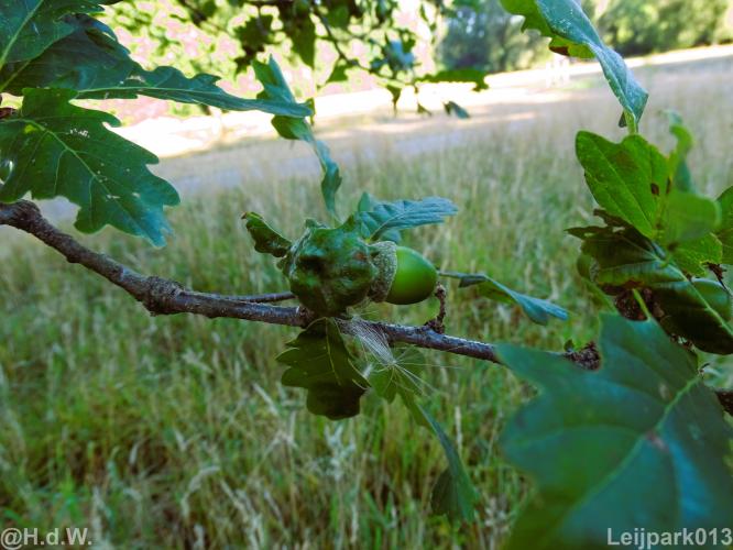 Leijpark012 12 &amp; 13 &amp;14 &amp; 15 augustus 2022