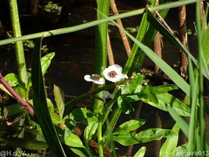 Leijpark012 12 &amp; 13 &amp;14 &amp; 15 augustus 2022