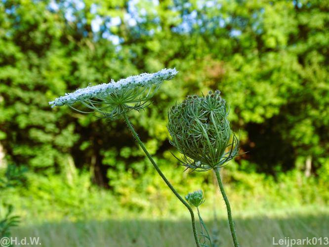 Leijpark012 12 &amp; 13 &amp;14 &amp; 15 augustus 2022
