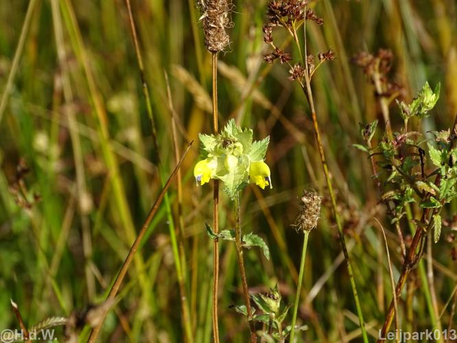 Leijpark012 12 &amp; 13 &amp;14 &amp; 15 augustus 2022