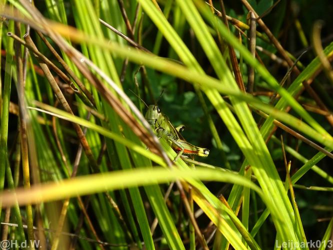 Leijpark012 12 &amp; 13 &amp;14 &amp; 15 augustus 2022