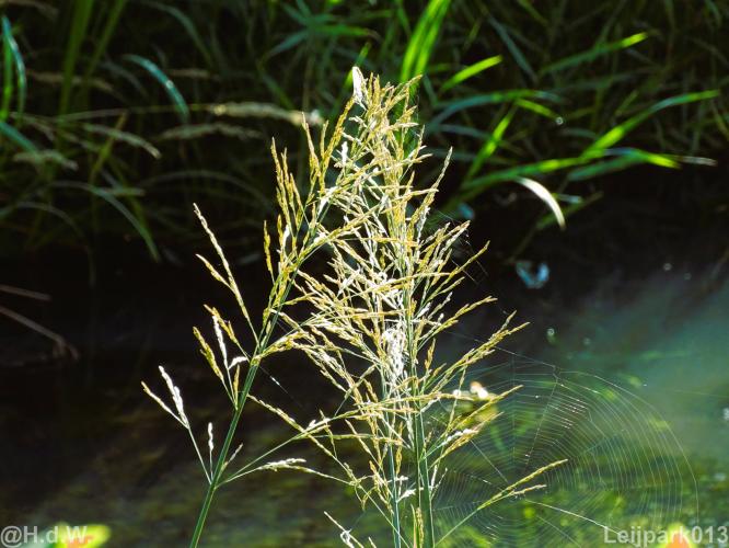 Leijpark012 12 &amp; 13 &amp;14 &amp; 15 augustus 2022