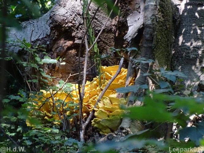 Leijpark012 12 &amp; 13 &amp;14 &amp; 15 augustus 2022