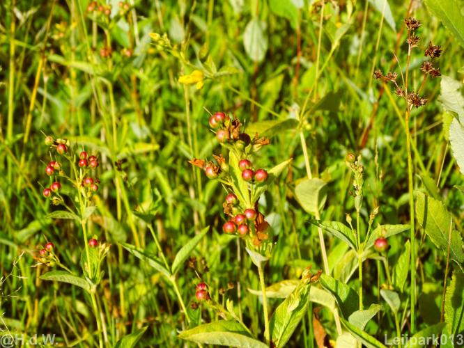 Leijpark012 12 &amp; 13 &amp;14 &amp; 15 augustus 2022