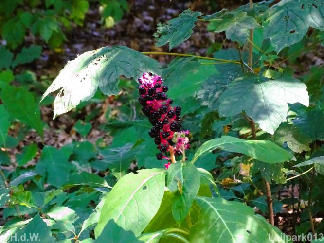 Leijpark012 12 &amp; 13 &amp;14 &amp; 15 augustus 2022