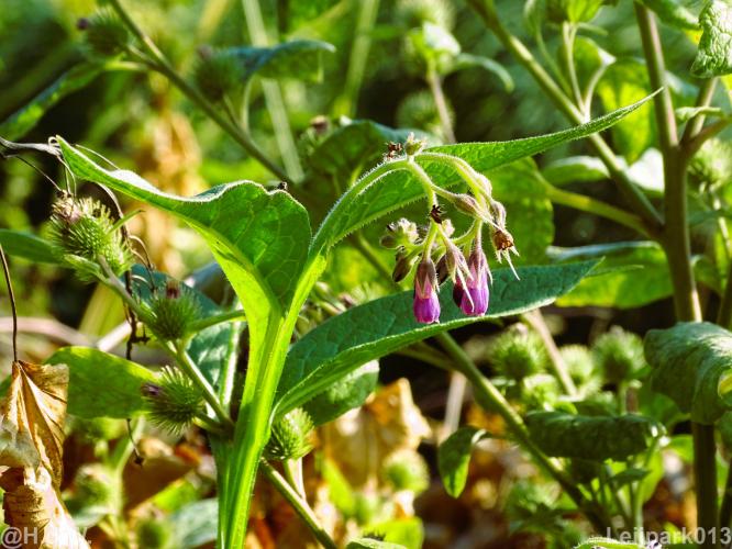 Leijpark012 12 &amp; 13 &amp;14 &amp; 15 augustus 2022