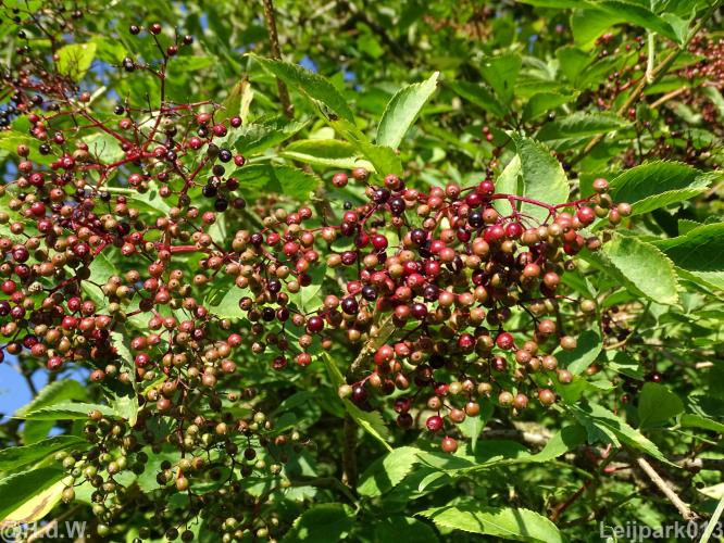 Leijpark012 12 &amp; 13 &amp;14 &amp; 15 augustus 2022