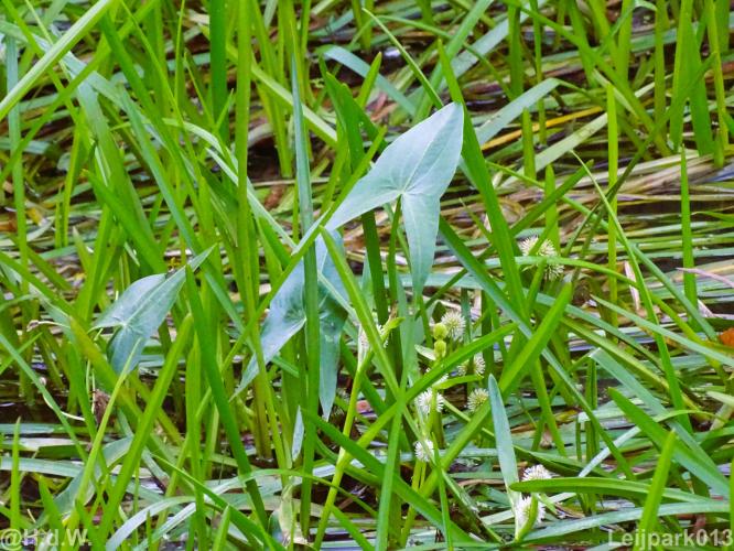 Leijpark012 12 &amp; 13 &amp;14 &amp; 15 augustus 2022