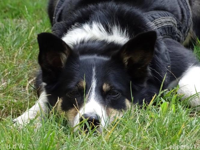 Leijpark013 Beestenboel 15 augustus 2022 