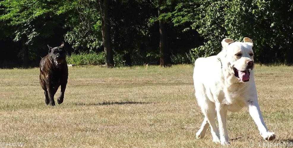 Leijpark013 Beestenboel 15 augustus 2022 