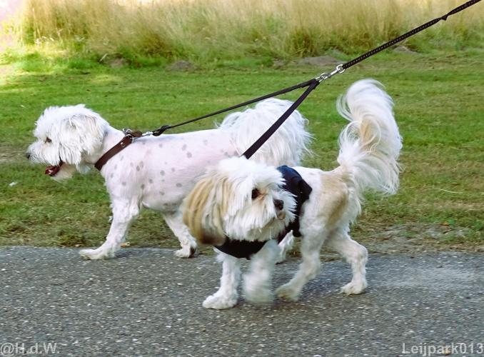 Leijpark013 Beestenboel 15 augustus 2022 