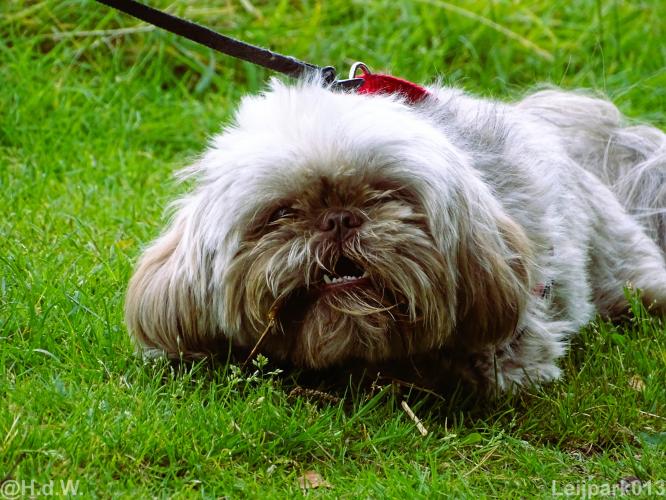 Leijpark013 Beestenboel 15 augustus 2022 