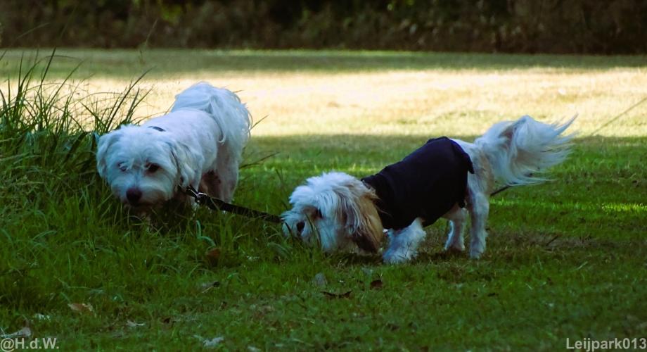 Leijpark013 Beestenboel 15 augustus 2022 