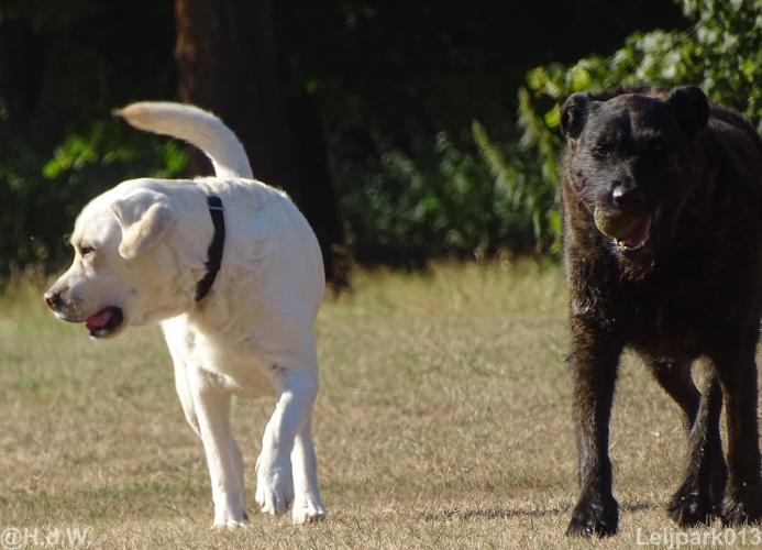 Leijpark013 Beestenboel 15 augustus 2022 