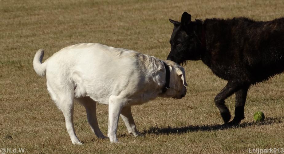 Leijpark013 Beestenboel 15 augustus 2022 
