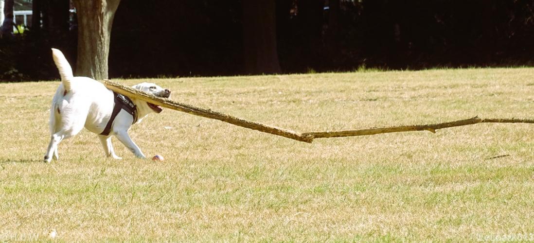 Leijpark013 Beestenboel 15 augustus 2022 