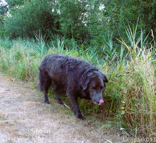 Leijpark013 Beestenboel 15 augustus 2022 