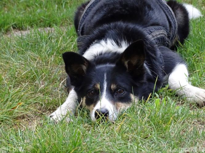 Leijpark013 Beestenboel 15 augustus 2022 