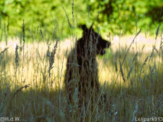 Leijpark013 Beestenboel 15 augustus 2022 