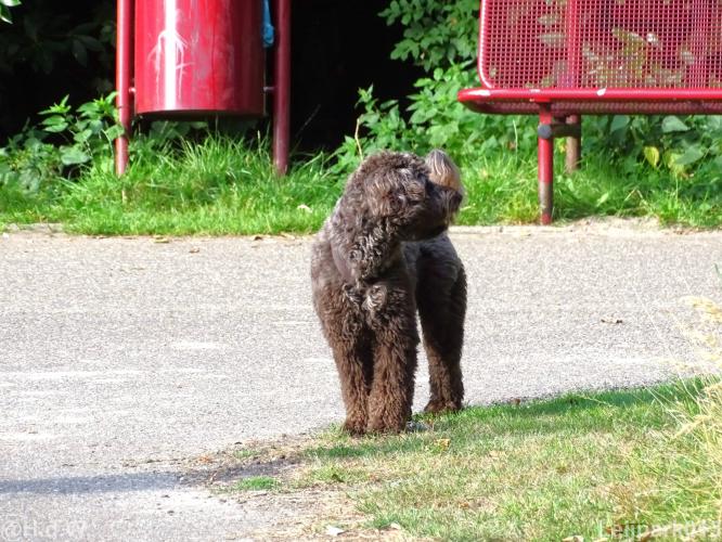 Leijpark013 Beestenboel 15 augustus 2022 