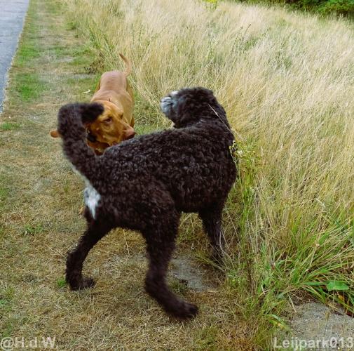 Leijpark013 Beestenboel 15 augustus 2022 