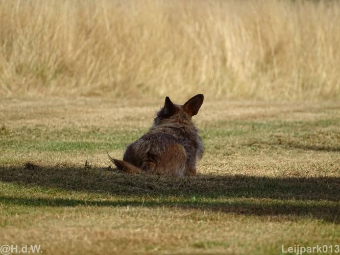 Leijpark013 Beestenboel 15 augustus 2022 