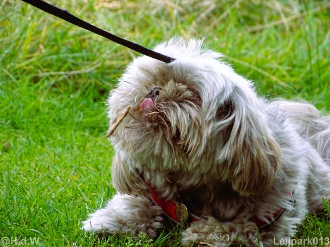 Leijpark013 Beestenboel 15 augustus 2022 