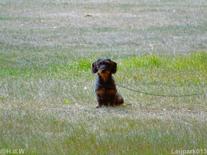 Leijpark013 Beestenboel 15 augustus 2022 