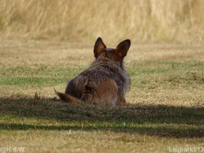Leijpark013 Beestenboel 15 augustus 2022 