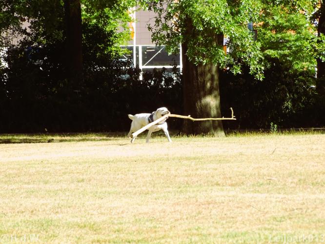 Leijpark013 Beestenboel 15 augustus 2022 