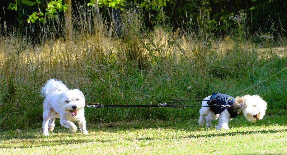 Leijpark013 Beestenboel 15 augustus 2022 