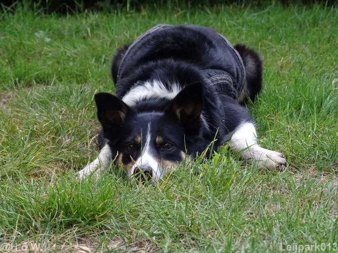 Leijpark013 Beestenboel 15 augustus 2022 