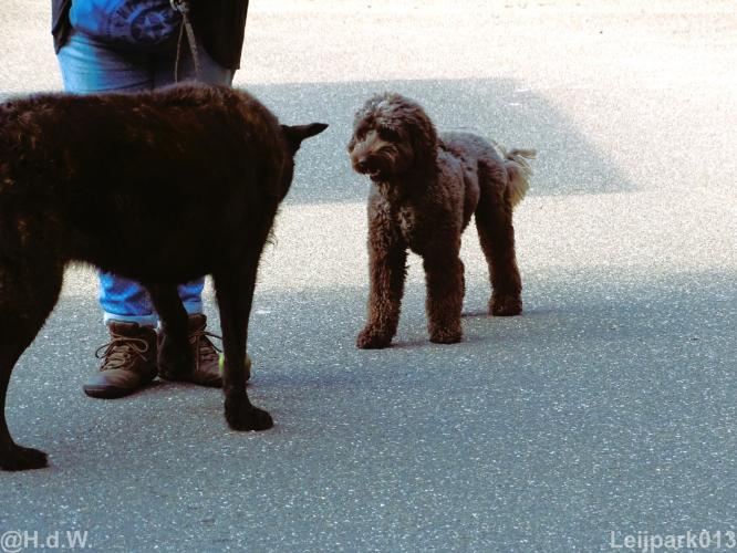 Leijpark013 Beestenboel 15 augustus 2022 