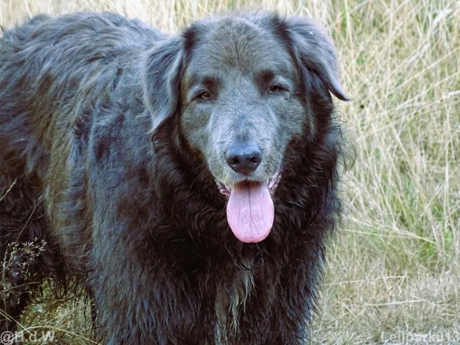 Leijpark013 Beestenboel 15 augustus 2022 