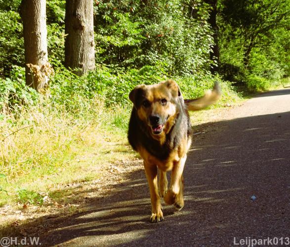 Leijpark013 Beestenboel 15 augustus 2022 