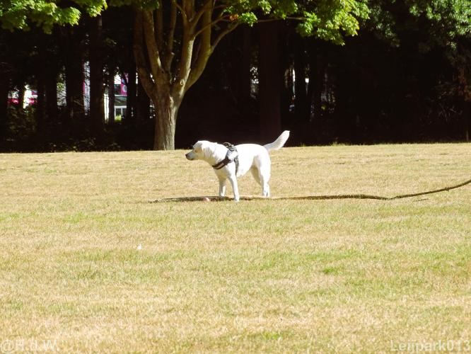 Leijpark013 Beestenboel 15 augustus 2022 