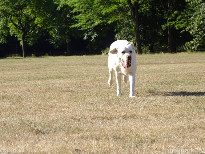 Leijpark013 Beestenboel 15 augustus 2022 