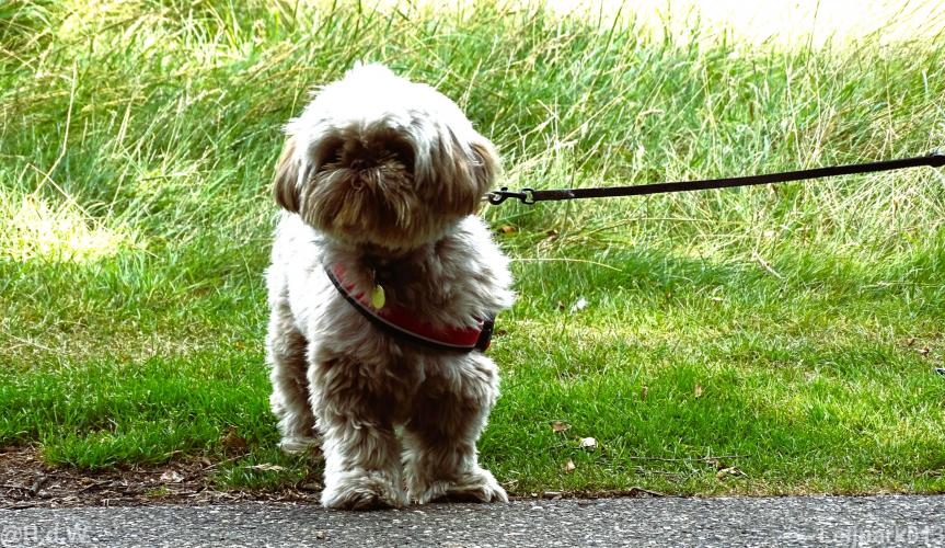 Leijpark013 Beestenboel 15 augustus 2022 