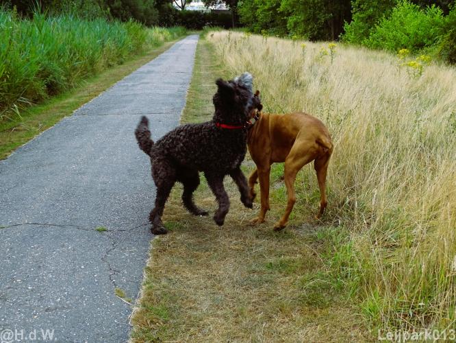 Leijpark013 Beestenboel 15 augustus 2022 